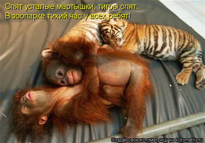 Котоматрица: Спят усталые мартышки, тигры спят.. В зоопарке тихий час у всех ребят!
