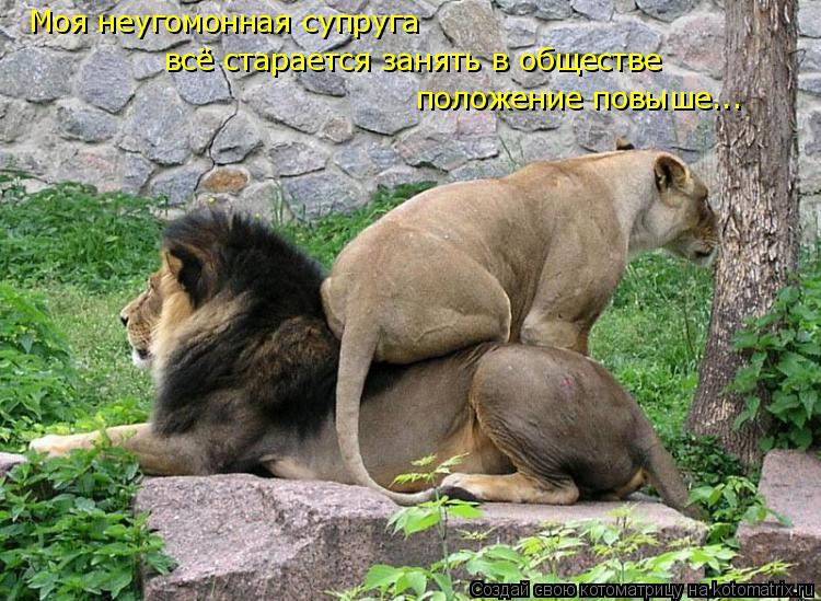 Моя неугомонная супруга положение повыше... всё старается занять в обществе... Котоматрица: Моя неугомонная супруга положение повыше... всё старается занять в обществе