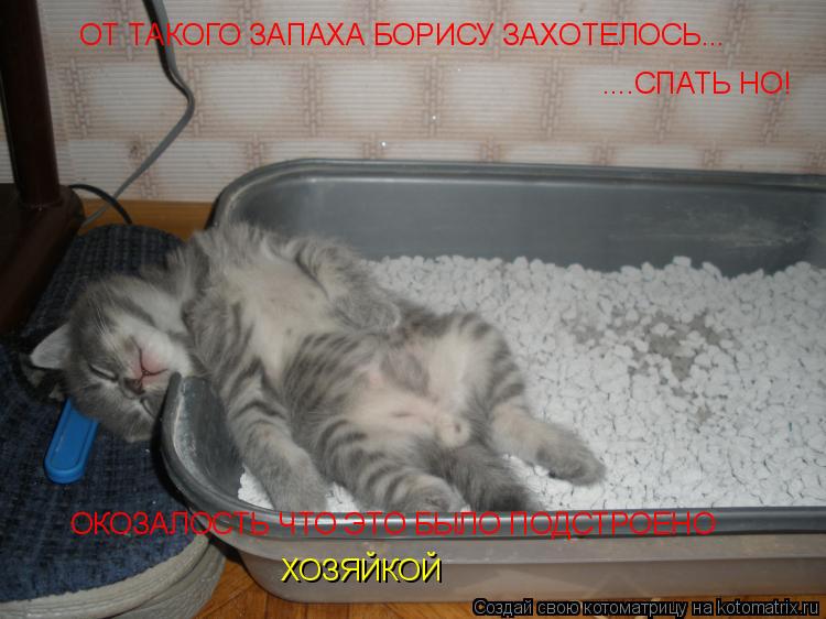 Котоматрица: ОТ ТАКОГО ЗАПАХА БОРИСУ ЗАХОТЕЛОСЬ... ....СПАТЬ НО! ОКОЗАЛОСТЬ ЧТО ЭТО БЫЛО ПОДСТРОЕНО ХОЗЯЙКОЙ