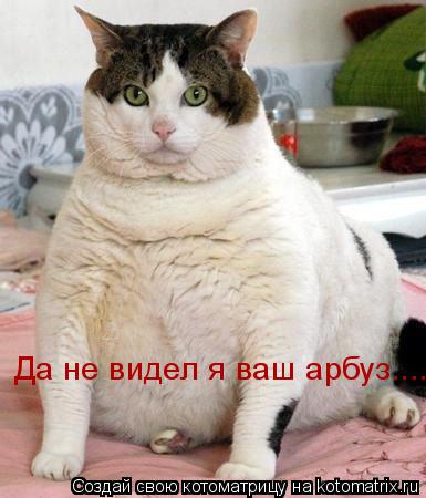 Котоматрица: Да не видел я ваш арбуз....