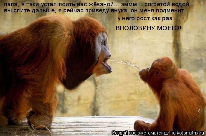 Котоматрица: папа, я таки устал поить вас жёваной... эммм... согретой водой... вы спите дальше, я сейчас приведу внука, он меня подменит... у него рост как раз  