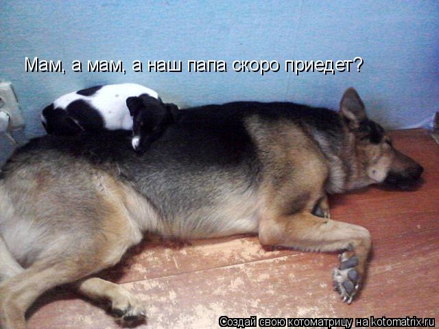 Котоматрица: Мам, а мам, а наш папа скоро приедет?