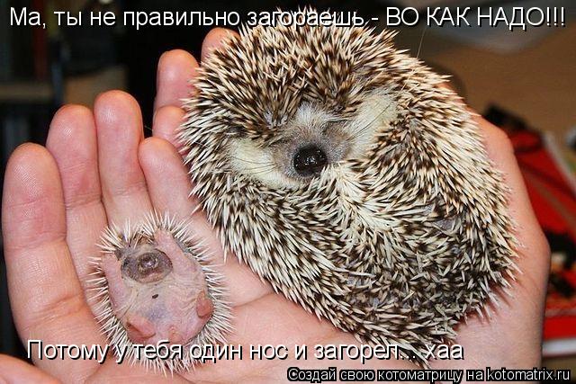 Котоматрица: Ма, ты не правильно загораешь - ВО КАК НАДО!!!  Потому у тебя один нос и загорел... хаа