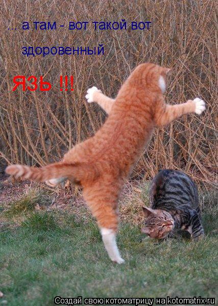 Котоматрица: ... а там - вот такой вот  здоровенный ЯЗЬ !!!