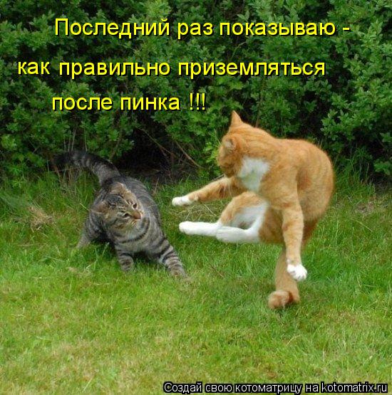 Котоматрица: Последний раз показываю - как  правильно приземляться после пинка !!!