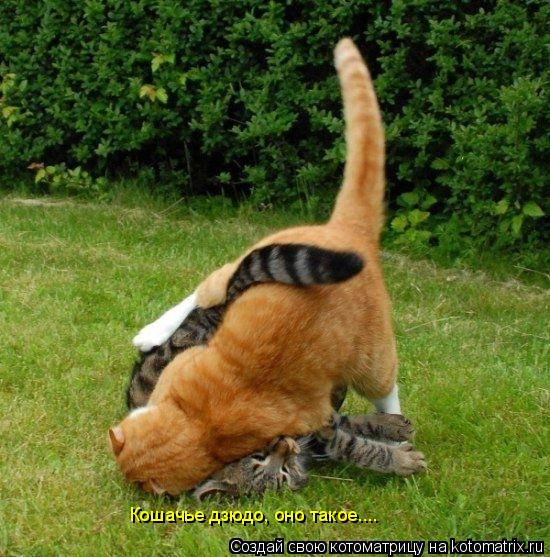 Котоматрица: Кошачье дзюдо, оно такое....