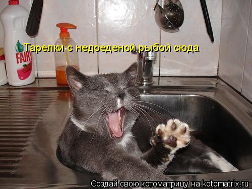 Котоматрица: Тарелки с недоеденой рыбой сюда