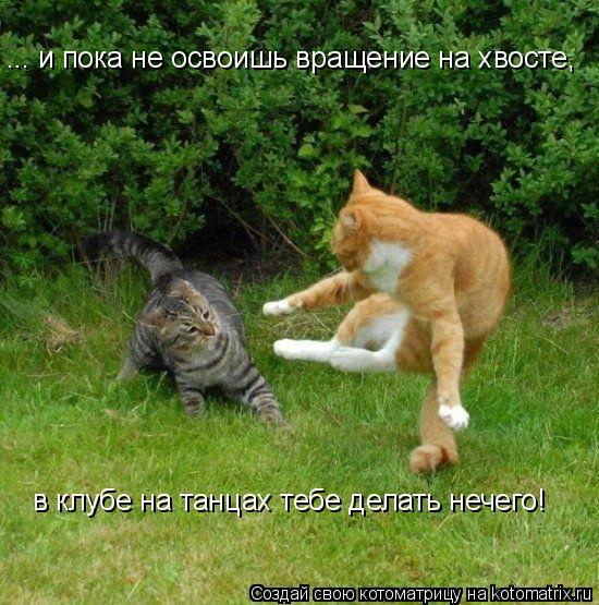 Котоматрица: ... и пока не освоишь вращение на хвосте, в клубе на танцах тебе делать нечего!