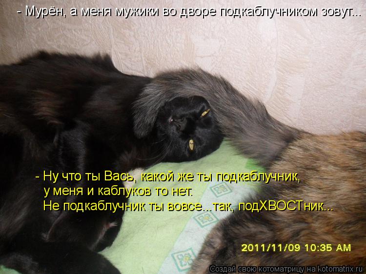 Котоматрица: - Мурён, а меня мужики во дворе подкаблучником зовут... - Ну что ты Вась, какой же ты подкаблучник, - Ну что ты Вась, какой же ты подкаблучник, у м