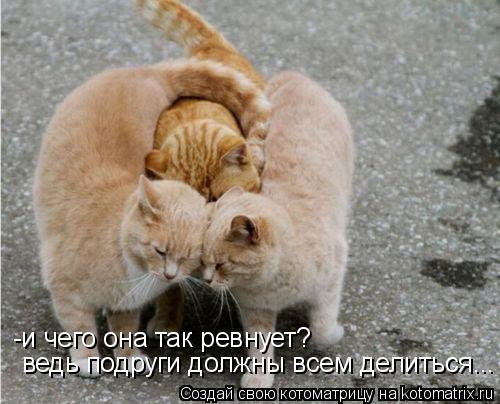 Котоматрица: -и чего она так ревнует? ведь подруги должны всем делиться...