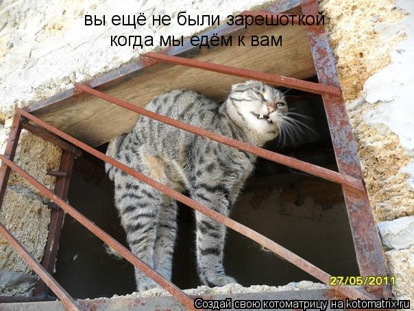 Котоматрица: вы ещё не были зарешоткой когда мы едём к вам