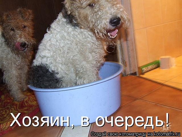 Котоматрица: Хозяин, в очередь!