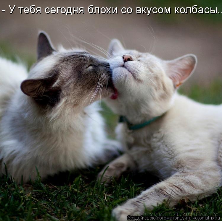 Котоматрица: - У тебя сегодня блохи со вкусом колбасы...