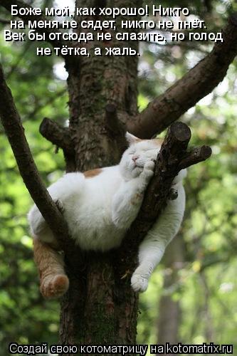 Котоматрица: Боже мой, как хорошо! Никто  на меня не сядет, никто не пнёт. Век бы отсюда не слазить, но голод не тётка, а жаль.