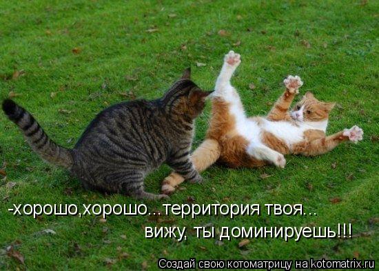 Котоматрица: -хорошо,хорошо...территория твоя...  вижу, ты доминируешь!!!