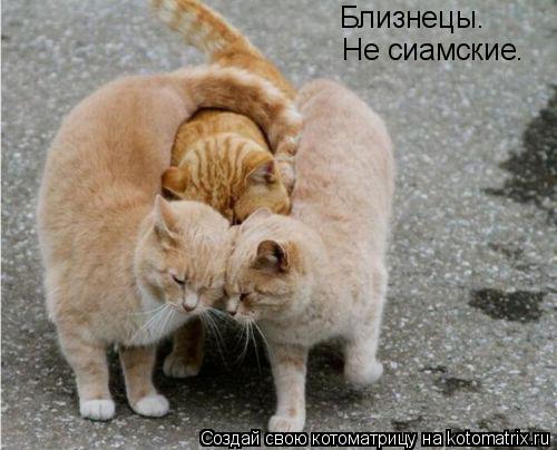 Котоматрица: Близнецы. Не сиамские.