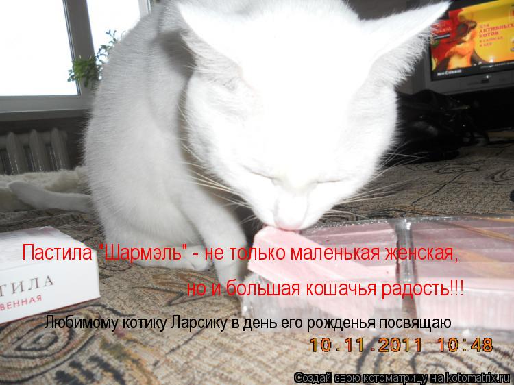 Котоматрица: Пастила "Шармэль" - не только маленькая женская, но и большая кошачья радость!!! Любимому котику Ларсику в день его рожденья посвящаю