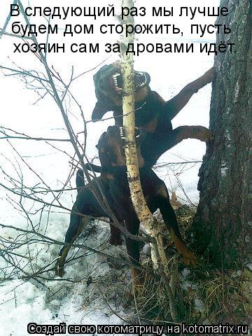 Котоматрица: В следующий раз мы лучше  будем дом сторожить, пусть хозяин сам за дровами идёт.