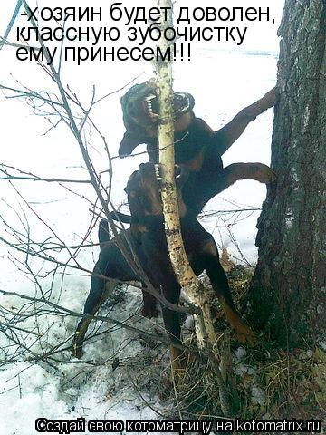 Котоматрица: -хозяин будет доволен, классную зубочистку ему принесем!!!