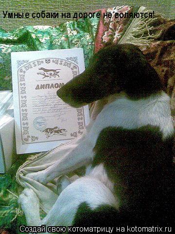 Котоматрица: Умные собаки на дороге не воляются!