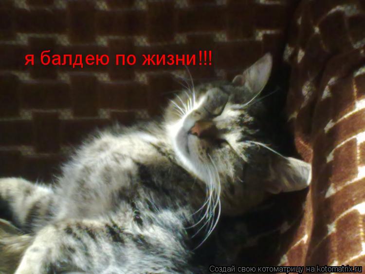 Котоматрица: я балдею по жизни!!!