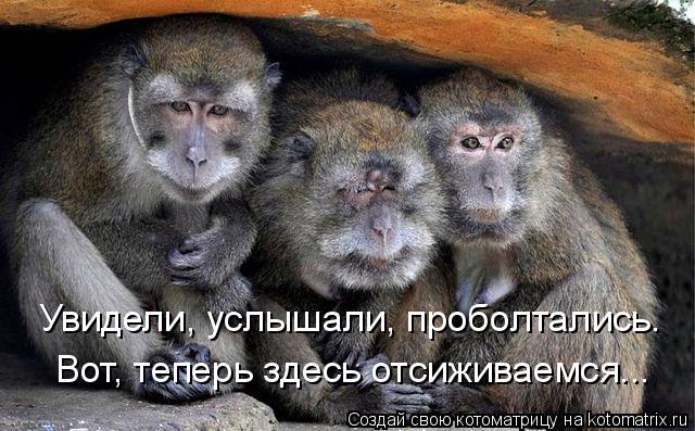 Увидели, услышали, проболтались. Вот, теперь здесь отсиживаемся...... Котоматрица: Увидели, услышали, проболтались. Вот, теперь здесь отсиживаемся...