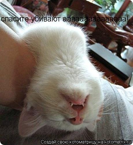 Котоматрица: спасите убивают ааааааааааааааа!