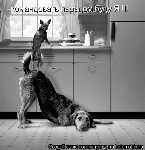 Котоматрица: -командовать парадом буду Я !!!
