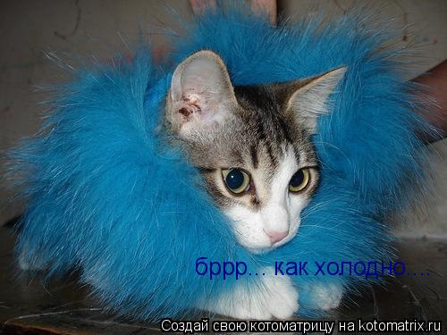 Котоматрица: бррр... как холодно....