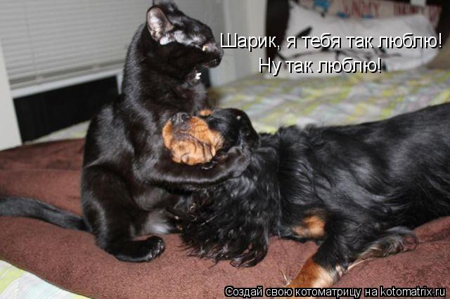 Котоматрица: Шарик, я тебя так люблю! Ну так люблю!