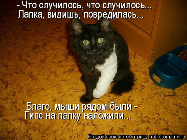 Котоматрица: - Что случилось, что случилось... Лапка, видишь, повредилась... Благо, мыши рядом были -  Гипс на лапку наложили...