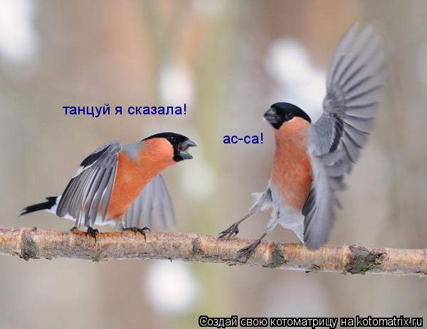 Котоматрица: танцуй я сказала! ас-са!