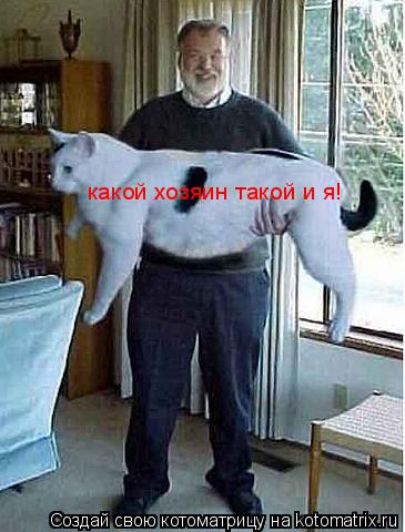 Котоматрица: какой хозяин такой и я!