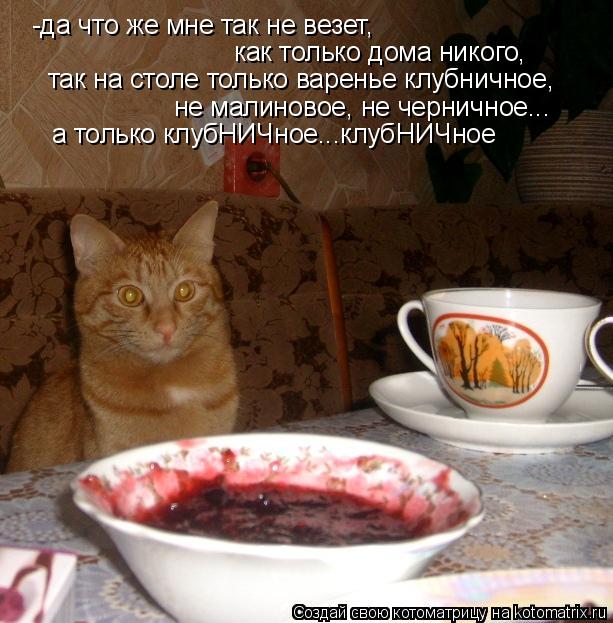 Котоматрица: -да что же мне так не везет, как только дома никого, так на столе только варенье клубничное, не малиновое, не черничное... а только клубНИЧное..