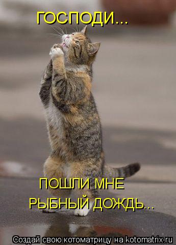 Котоматрица: ГОСПОДИ... ПОШЛИ МНЕ  РЫБНЫЙ ДОЖДЬ...