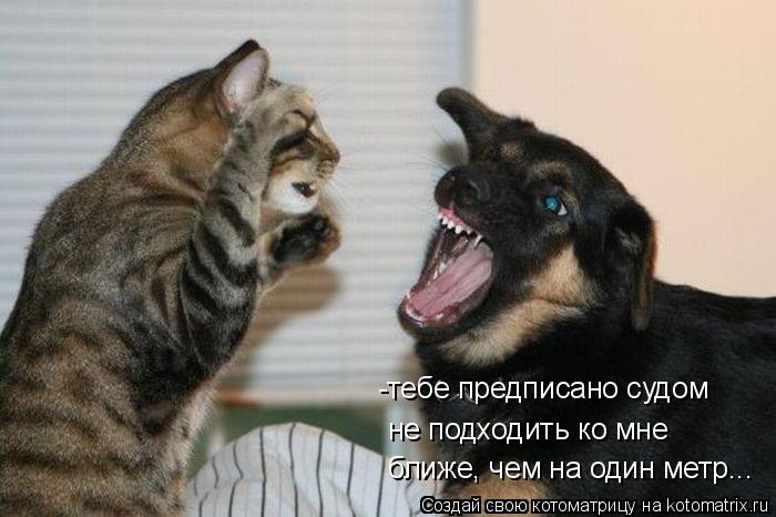 Котоматрица: ближе, чем на один метр... не подходить ко мне -тебе предписано судом