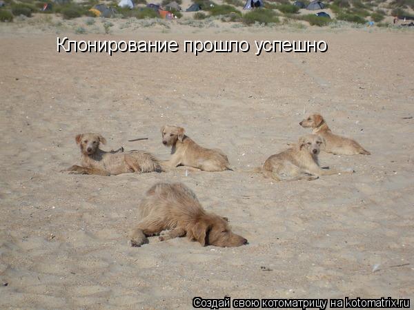 Клонирование прошло успешно... Котоматрица: Клонирование прошло успешно