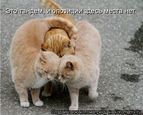 Это тандем, и опозиции здесь места нет.... Котоматрица: Это тандем, и опозиции здесь места нет.
