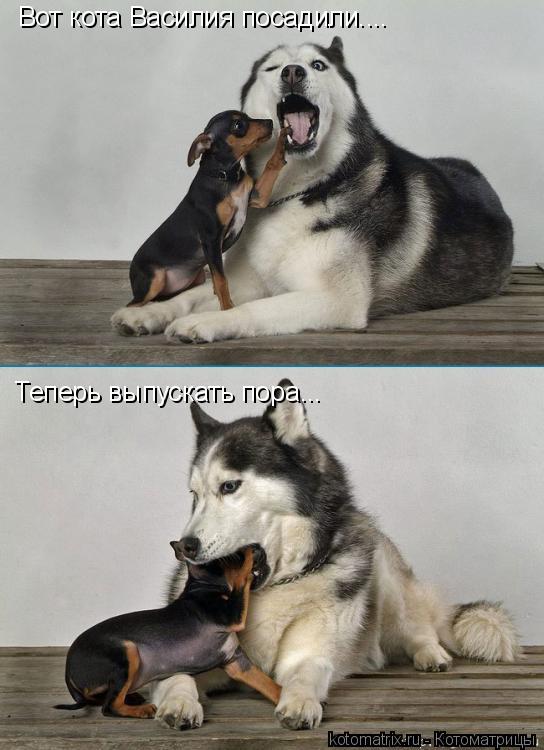 Вот кота Василия посадили.... Теперь выпускать пора...... Котоматрица: Вот кота Василия посадили.... Теперь выпускать пора...