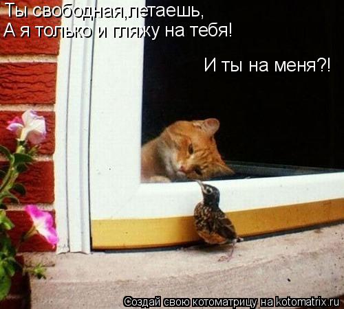 Ты свободная,летаешь, А я только и гляжу на тебя! И ты на меня?!... Котоматрица: Ты свободная,летаешь, А я только и гляжу на тебя! И ты на меня?!