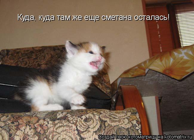 Куда, куда там же еще сметана осталась!... Котоматрица: Куда, куда там же еще сметана осталась!