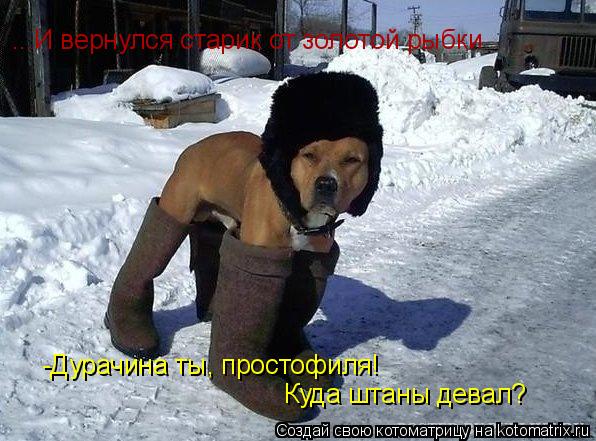 ...И вернулся старик от золотой рыбки -Дурачина ты, простофиля! Куда штаны девал?... Котоматрица: ...И вернулся старик от золотой рыбки -Дурачина ты, простофиля! Куда штаны девал?