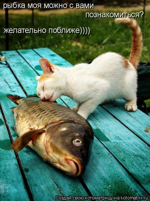 Котоматрица: рыбка моя можно с вами  познакомиться? желательно поближе))))