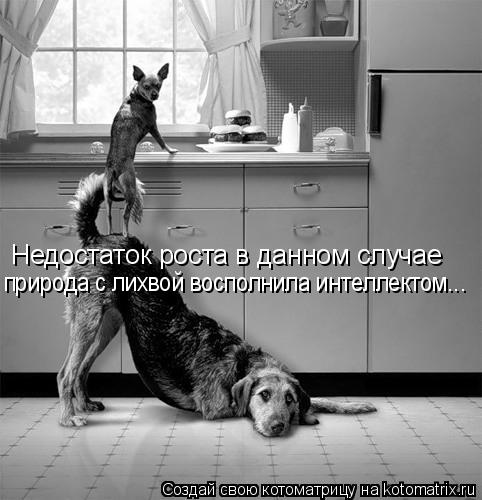 Котоматрица: Недостаток роста в данном случае  природа с лихвой восполнила интеллектом...