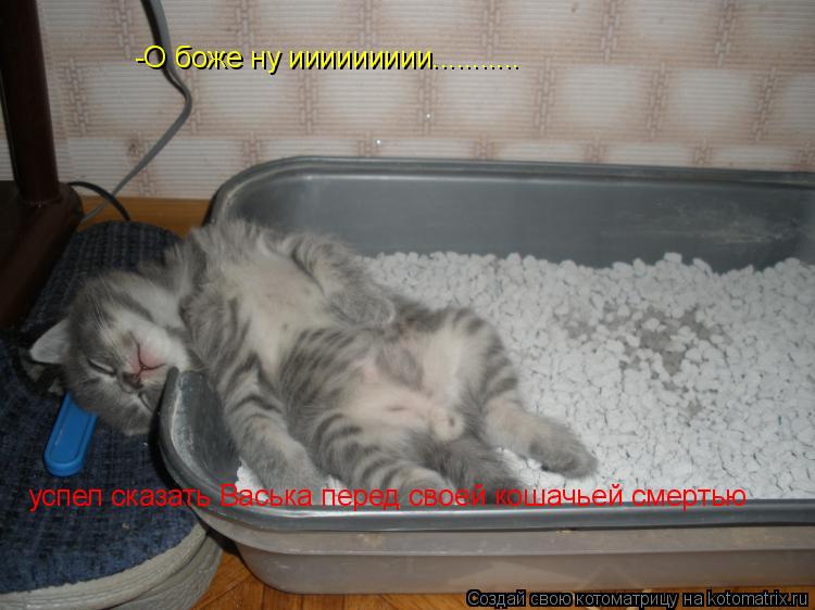Котоматрица: -О боже ну иииииииии........... успел сказать Васька перед своей кошачьей смертью