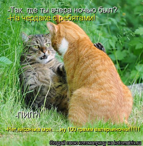 Котоматрица: -Так, где ты вчера ночью был? -ПИЛ?! -Нет кисонька моя......ну 100 грамм валерьяночки!!!!!! -На чердаке с ребятами!