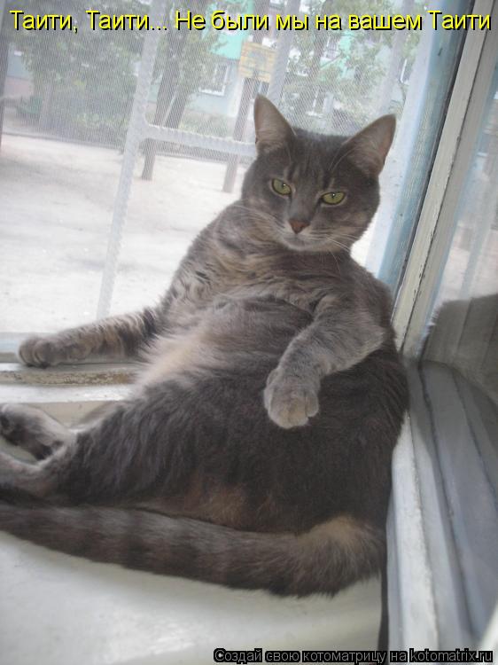 Котоматрица: Таити, Таити... Не были мы на вашем Таити Таити, Таити... Не были мы на вашем Таити. Нас и здесь неплохо кормят!