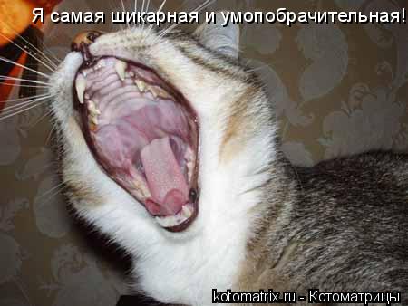Котоматрица: Я самая шикарная и умопобрачительная!