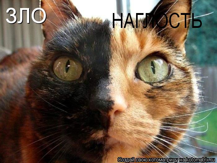 Котоматрица: ЗЛО                                        НАГЛОСТЬ