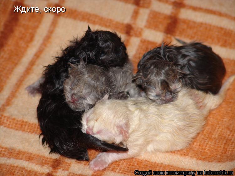 Котоматрица: Ждите, скоро